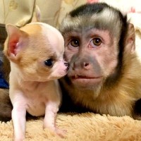 サルが『小さな子犬と一緒に暮らした』結果→犬猿の仲とは程遠い『人間のように可愛がる光景』にほっこり　互いに大好きが伝わる姿が微笑ましい