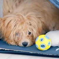 とても怖がりな『もさもさの子犬』→初めてトリミングをしてもらった結果…同じ犬とは思えない『大変身』に絶賛「とってもいい子」「お疲れ様」