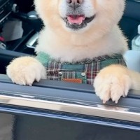 帰省時、犬を連れて行った結果→嬉しくなりすぎて…おじいちゃんおばあちゃんとの『半年ぶりの再会』が28万再生「ニコニコで最高」「可愛い」