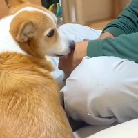 犬に興味がないおじいちゃんに『一緒にお留守番をお願いした』結果→久々の再会で見せた『愛おしい光景』が14万再生「積極的で草」「デレてるｗ」