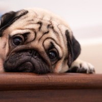 犬が『しょんぼり』している理由5選　体調不良かどうかを見分ける方法まで