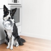 犬の『食器』がヌルヌルする原因3選　ヌメリを付きにくくする方法はあるの？