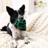 犬にオススメな『手作りおもちゃ』5つ　おうちで簡単に作成できる知育玩具とは？