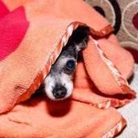 犬が急に『怯えるようになる』要因4選　愛犬がトラウマを抱えてしまうNG行為とは？