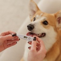 犬の『平熱』は何度なの？発熱してしまう原因や考えられる病気まで解説