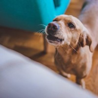 犬が『夜鳴き』をしてしまう理由4つ　主な要因や安眠のためにできることまで