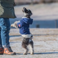 犬が『飛び跳ねる』理由とは？ピョンピョン跳ねるデメリットや対策まで