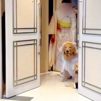 リングドッグに挑戦する大型犬2匹→『ちゃんと届けてくれるかな』と思ったら、ドアが開いた瞬間…『まさかの展開』に爆笑「ただの乱入で草」