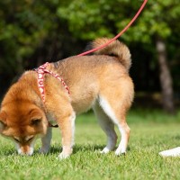 犬が『トイレ中にみせる』5つのサイン　不思議な行動の意味や愛犬の心理まで解説