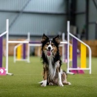 愛犬と楽しめる『ドッグスポーツ』4選　初心者でもできる運動や押さえておきたいポイントまで