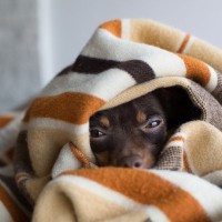 犬が『飼い主に気づかれないように隠れる』5つの心理　見つけたときの適切な対応とは？