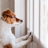 犬は『飼い主の足音』を判別することができるの？帰宅を察知する理由や驚きの能力まで