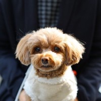 犬が飼い主の『膝の上に乗る』心理4選　甘えているだけではない？愛犬の本音まで解説