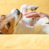 犬が『スキンシップ』を取りたがっているサイン5つ　愛犬がアピールしてきたときにすべき対応とは？