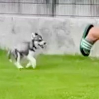 犬を飼うのを反対していた夫→『ハスキー犬の赤ちゃん』を飼い始めた結果…嘘のような『まさかの末路』が40万再生「最高ｗ」「メロメロで草」