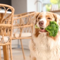 犬の『免疫力』を高める方法5選　愛犬が体調を崩してしまう原因や改善策まで