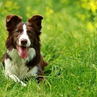 犬が『雑草』を食べるのはなぜ？4つの心理や考えられるリスクまで解説