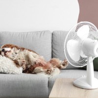 犬が『暑い』と感じる温度とは？愛犬にとって快適な室温は何度なの？夏場の注意点まで解説