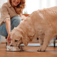 犬が大好きな『食べ物』7選　栄養価が高く、与えたほうがいい食材や避けるべきモノまで