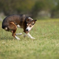 犬が『グルグル回ってしまう』心理5選　主な理由や考えられる病気まで