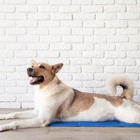 犬が死ぬかもしれない『夏のトラブル』4選　愛犬の命を守るために必ず知っておくべきことまで