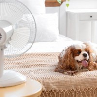 犬の『暑さ対策』いつまで必要？具体的に何をしてあげたらいいの？注意点まで
