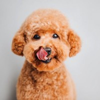 『甘えんぼう』と言われている犬種5選　過度な甘えは危険？飼い主の適切な接し方まで