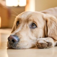 犬が『自信を失くした』ときにみせる行動5選　愛犬の自己肯定感を高める接し方まで解説