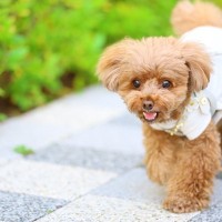 犬を『アクセサリー感覚』で飼っている人の特徴5選　愛犬を苦しめる最低な行動とは？