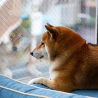 『飼い主が外出』愛犬はどう思うの？留守番中の心理や安心して過ごしてもらうための事前準備まで