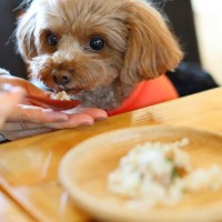 犬に『豆腐』を与えても大丈夫？一日の適正量やオススメの食べさせ方まで