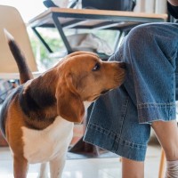 犬が大好きな『ニオイ』とは？気に入った匂いを嗅いだときにみせる行動や苦手な香りまで