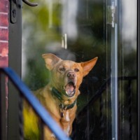 犬が『窓の外に向かって吠える』心理4つ　ずっと鳴き続けてしまう場合の対処法まで