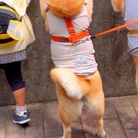 3歳の女の子と犬2匹が『動物園に行った』結果→みんなで並んで…人間にしか見えない『まさかの光景』に2万いいね「後ろ姿がｗ」「夢中で可愛い」