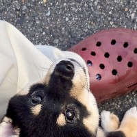 赤ちゃん犬が『初めて外の世界を自力で歩いた』結果→たったの2分後…あまりにも愛おしい光景に5万いいね「不安いっぱいだね」「大物になる」
