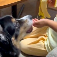 男の子が『犬とバナナをわけっこした』結果→小さい方を選んだので『なんで大きいのをあげたの？』と聞くと…まさかの一言に反響「優しい世界」