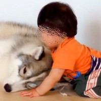 1歳の男の子が『大型犬のモフモフが最高なこと』に気付いてしまった結果→あまりにも尊い光景が23万再生「可愛すぎる」「ニヤニヤ止まらない」