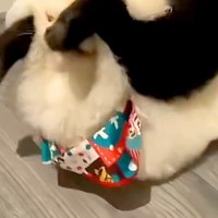 遊んでいる犬2匹を撮影した結果→『可愛いな』と思っていたら…犬とは思えない『衝撃の足技』が193万再生「爆笑ｗｗ」「男子校の昼休みで草」