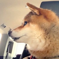 12歳の老犬が『スタバのドライブスルー』に行った結果→生まれて初めての経験で…尊すぎる光景に2万いいね「ワクワク伝わる」「超かわいい」