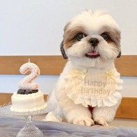 お誕生日で『記念写真』を撮影した犬→『可愛く撮れた』と思ったら、映え写真の裏側で…『努力が生んだ一枚』に反響「こんな裏側がｗ」「可愛い」