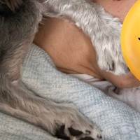夫のことが大好きすぎる犬→『大切な気持ち』が溢れて、寝ている時にも…まさかの『尊い行動』に2万いいね「可愛すぎて泣ける」「無償の愛だ…」