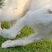 ふと『遊んでいる大型犬』を撮影→『楽しい顔をしてるかな』と思ったら…表情がすごい『アニメのような一枚』に1万いいね「野生出ちゃってて草」