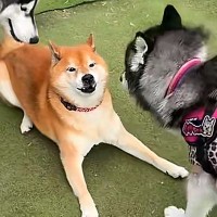 陰キャな柴犬が『陽キャなワンコたち』に囲まれた結果→あまりにも違う『テンションの差』が77万再生「人気者で草」「気難しくて可愛いｗ」