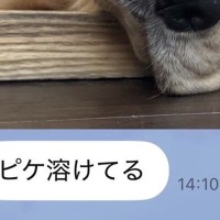 夏休みで家にいる娘からLINE→『大型犬が溶けてる』と写真が送られてきていて…『愛おしい一枚』に1万いいね「たぷたぷで草」「無防備ｗｗ」