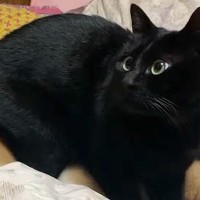 寝室に行くと、なぜか猫が『犬をベッド代わり』にしていて…愛おしい困惑の顔と『尊すぎる結末』が72万再生「落ち着くんだね」「可愛いｗ」