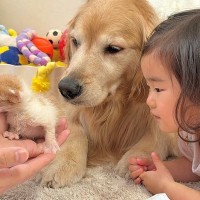 『2匹の赤ちゃん子猫』を預かった結果→気になった『女の子と犬たち』が…尊すぎる『仲間が増えた瞬間』が30万再生「お世話上手」「目が優しい」