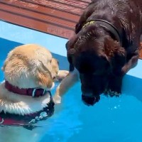 プールに落ちてしまった犬→『助けなきゃ！』と大型犬が慌てて…思わず感動する『まさかの光景』が47万再生「なんて優しいの」「いい子過ぎる」