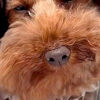 外出中、カートの犬に『カツラ』を被せた結果→通りすがりの人に『赤ちゃん』と勘違いされて…『思わず納得する光景』とまんざらでもない顔に反響