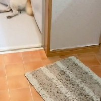 雷が鳴り響く日→『犬の姿が見当たらないな』と思い探した結果、お風呂場で発見して…『まさかの光景』が266万再生「可愛くて草」「愛おしい」