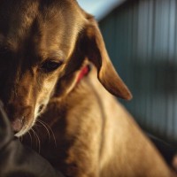 犬の『トラウマ』となる4つの原因　愛犬が不安を感じてしまう出来事とは？